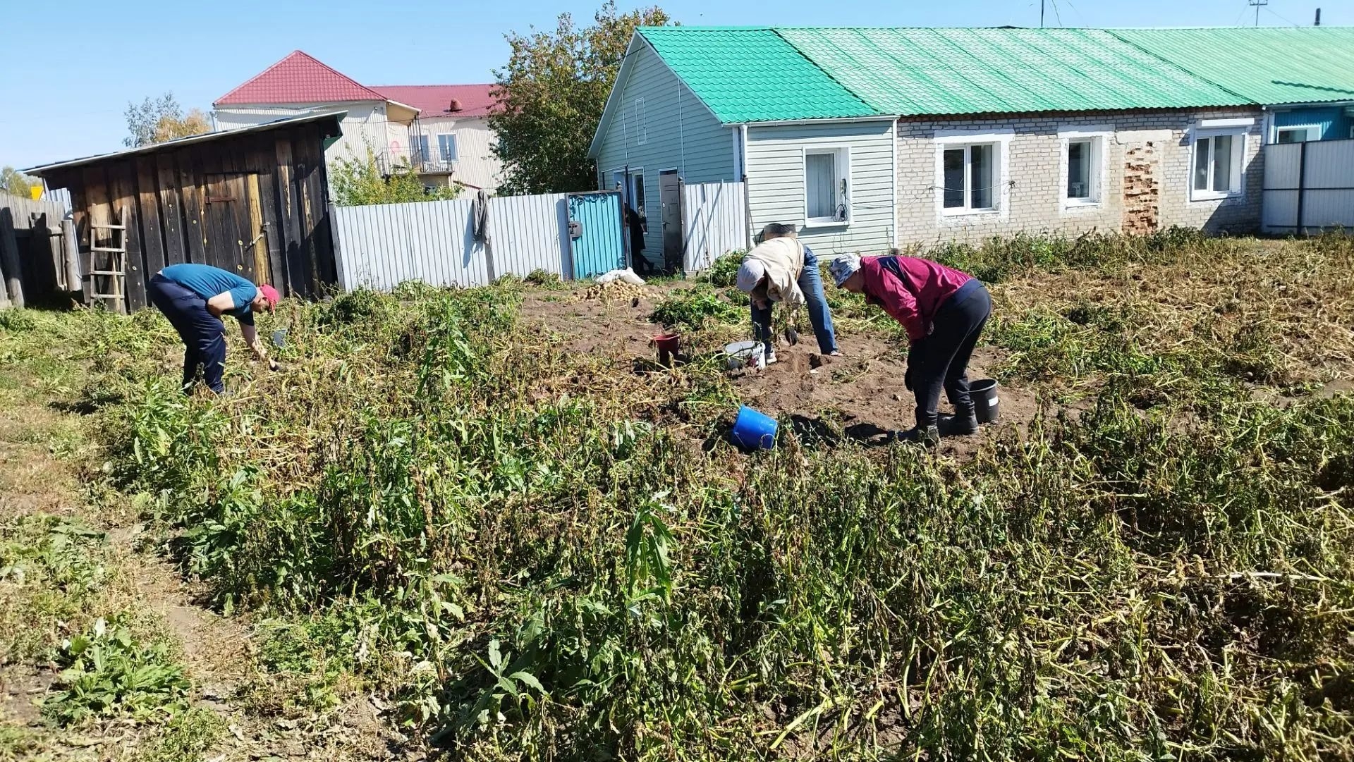 «Урожай своими руками: как в Бичурском ДСО вместе убирали картофель»